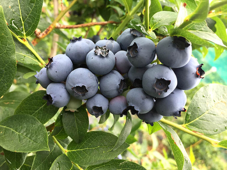 Spring pruning important for highbush blueberries