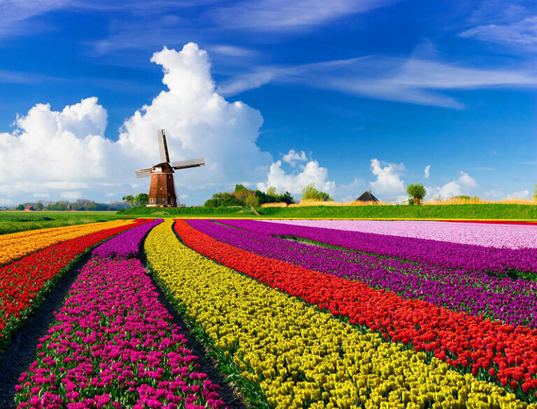 Tulip Mania and other interesting tulip facts