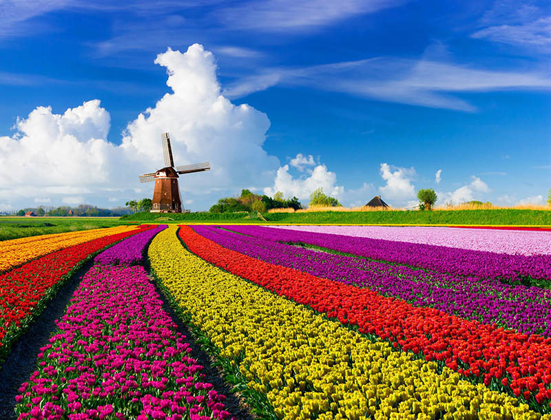 Photo by Getty ImagesTulip fields in the Netherlands. 