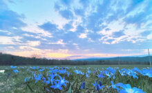 Field, flowers and sky in Cabot.Photo by Anson Tebbetts.