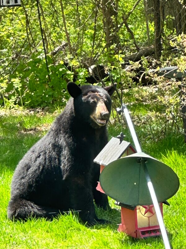 This bear showed up in Don Steven’s backyard on Bacon Drive near Marsett Road.
