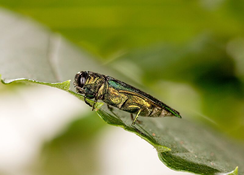 Emerald ash borer, Agrilus planipennis.