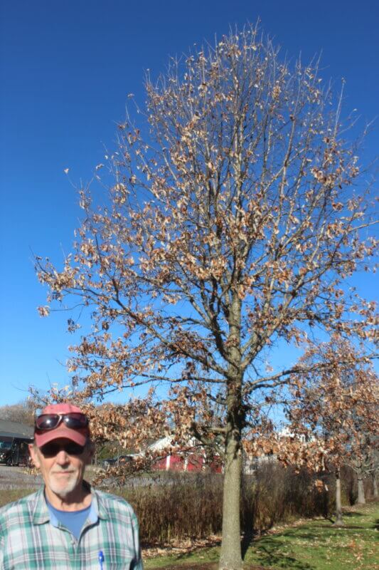 Vince Crockenberg stands in front of a swamp white oak that was planted at the Charlotte Town Green on Larry Hamilton’s 90th birthday in recognition of his two decades of work as tree warden.