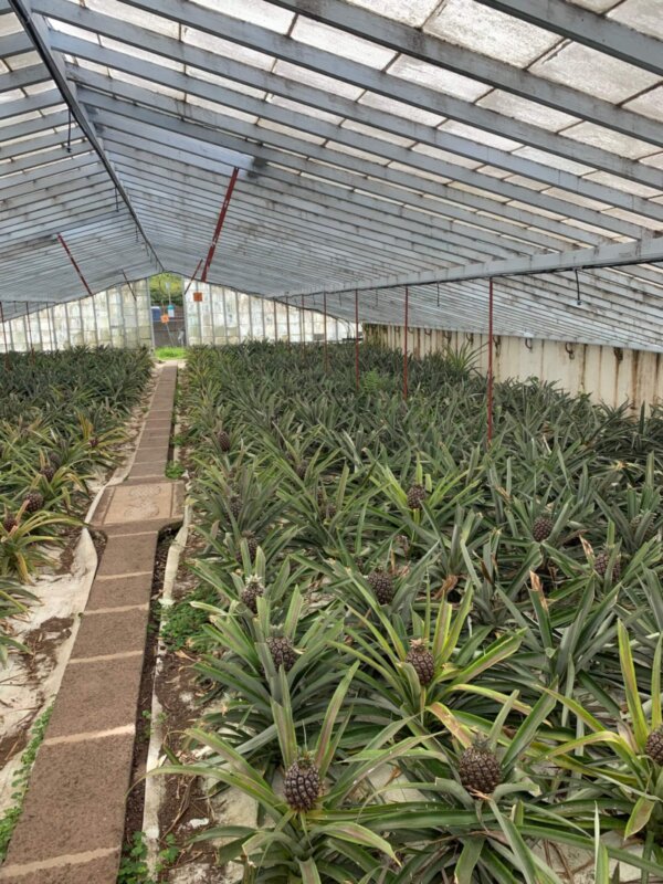 Greenhouse with about 800 plants inside.