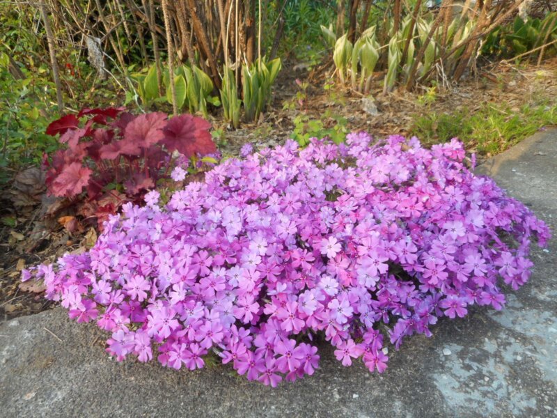 Photo by Deborah J. BenoitAlthough perennials, such as moss phlox, heuchera and hostas, are more expensive to purchase than annuals, one big benefit to adding perennials to the garden is that they will come back year after year, making the long-term investment worthwhile.