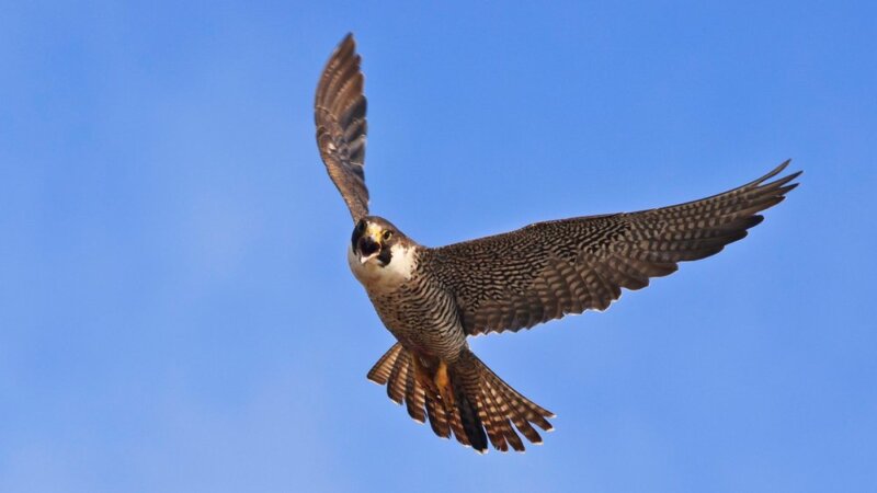 Photo by U.S. National Park Service. A peregrine falcon in flight.