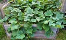 Photo by Bonnie Kirn Donahue No-till gardening in raised beds, a practice in which the soil structure is never tilled or turned over, is a low-maintenance approach that will help build healthy, fertile soils for healthy plants and good yields.