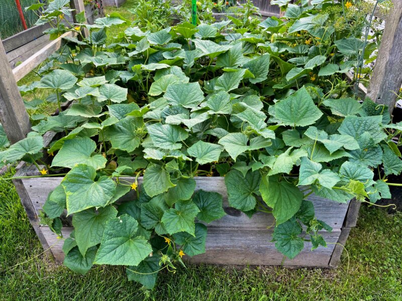 Photo by Bonnie Kirn DonahueNo-till gardening in raised beds, a practice in which the soil structure is never tilled or turned over, is a low-maintenance approach that will help build healthy, fertile soils for healthy plants and good yields.