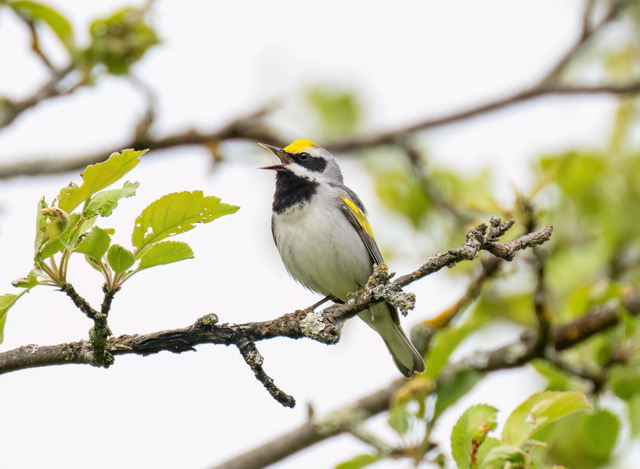 Grant to help with golden-winged warbler habitat