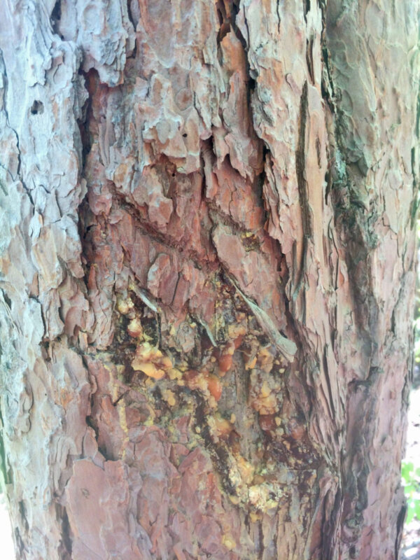 Courtesy photoRed pine bark with bear bitemark and claw mark.