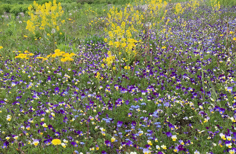 Photo by Bonnie Kirn DonahueBy not mowing lawn areas when flowering, homeowners can create a healthy habitat for bees, butterflies and other pollinators that depend on flowering plants for nectar and pollen.