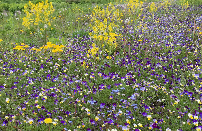 Photo by Bonnie Kirn DonahueBy not mowing lawn areas when flowering, homeowners can create a healthy habitat for bees, butterflies and other pollinators that depend on flowering plants for nectar and pollen.