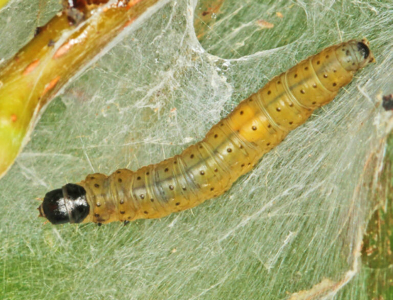 Avoid uglynest caterpillar