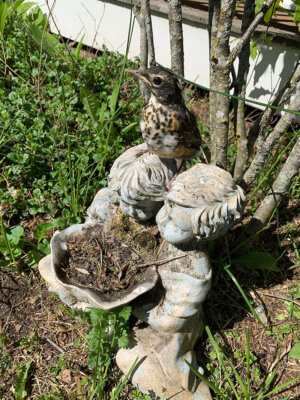 After weeks of observing baby robins growing up on my front porch, I stepped outside at the exact second to witness this fledgling’s flight from his nest! This sort of moment is why my family moved from Chicago to Charlotte when I was little: my parents wanted me to grow up in a peaceful place surrounded by nature… and I think it’s fair to say it suits me just as well as this robin!