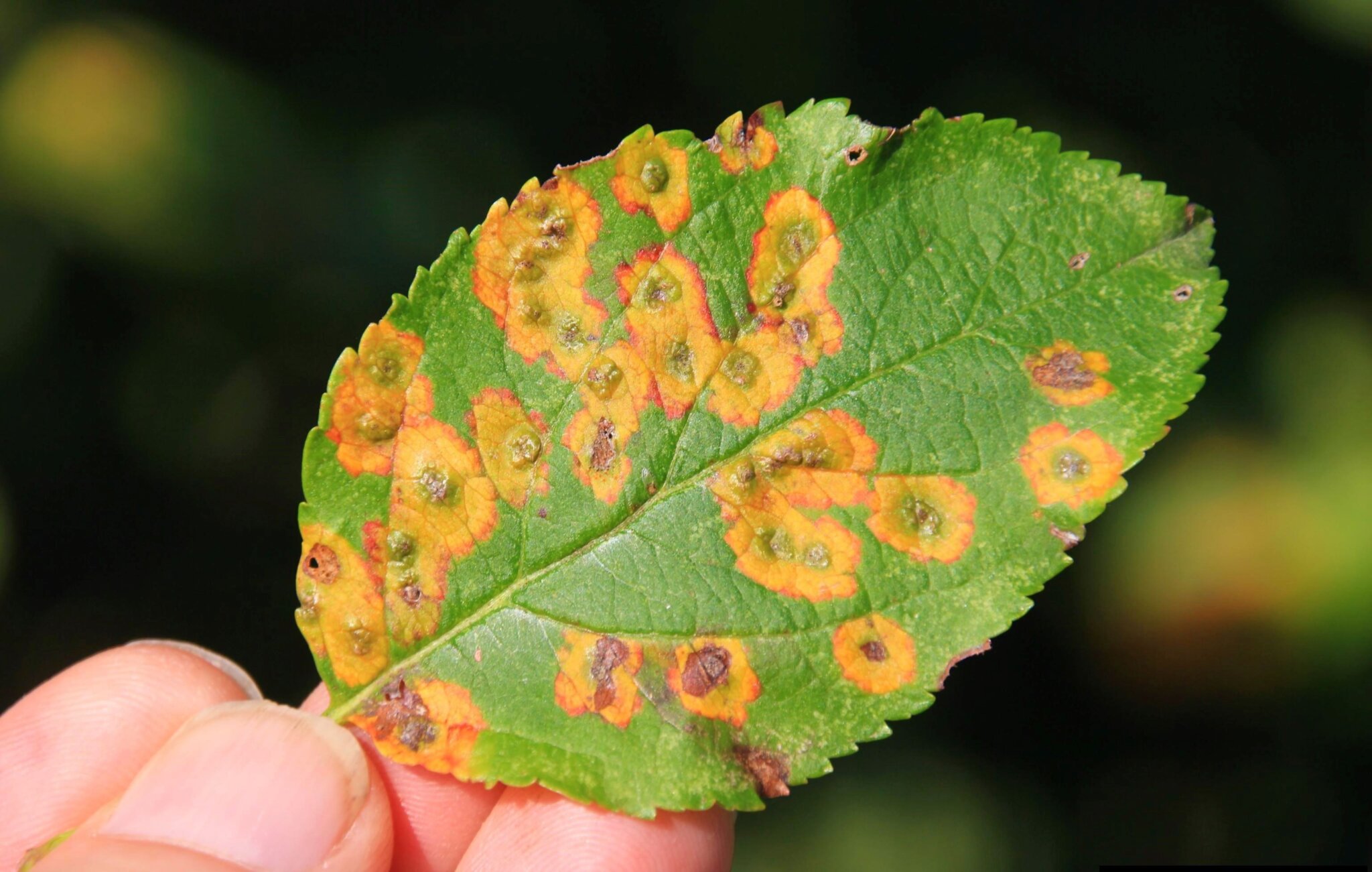 Leaf rust on plants фото 87