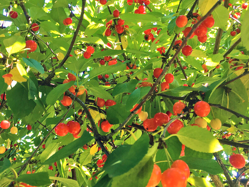 Photo by Bonnie Kirn DonahueFor sour cherry trees to thrive, they require a well-drained site that has good airflow and sun for 6 to 8 hours daily. 