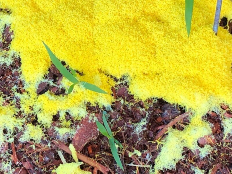 Photo by Joelle KraftAfter a stretch of wet weather, bright yellow, foamy masses of  “dog vomit” slime mold may appear on bark mulches and lawns. 