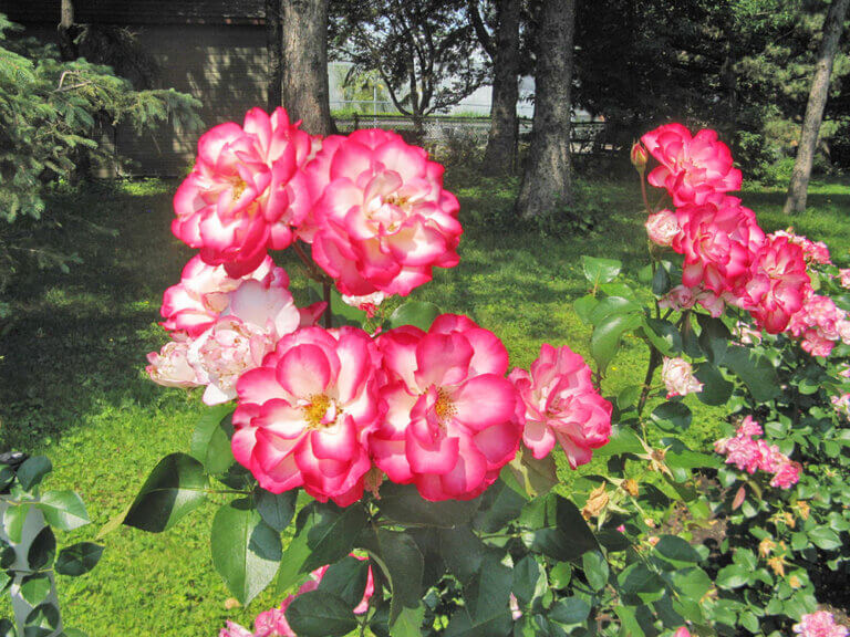 A good rose garden needs planning