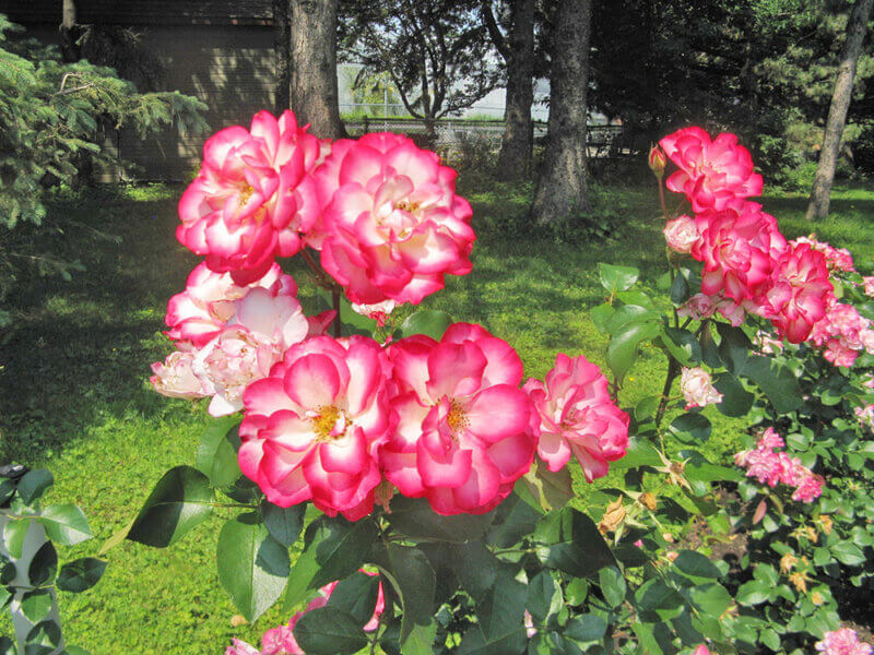 Photo by Lisa HalvorsenAll varieties of roses require six to eight hours of direct sunlight daily and prefer rich, loose soil, with a healthy amount of organic matter, good drainage and a pH of around 6.5.