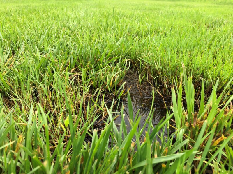 Photo by Deb HelebaFloodwaters and prolonged rains have saturated lawns, like the one pictured here, making mowing and maintenance a challenge.