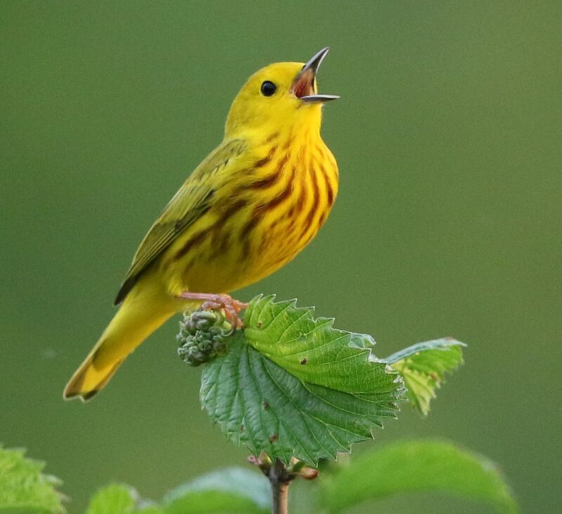 Photo by Gary Sturgis When a forest is managed holistically, the forest’s canopy can become foraging habitat for birds like the yellow warbler.