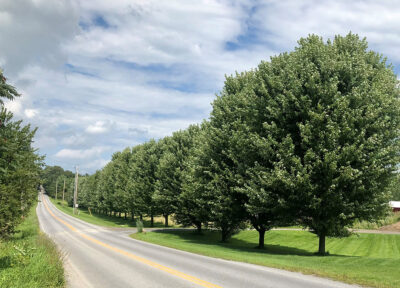 Photo by Dillenbeck Maple trees shedding cooling shade at Steve Denton’s property on Spear Street.