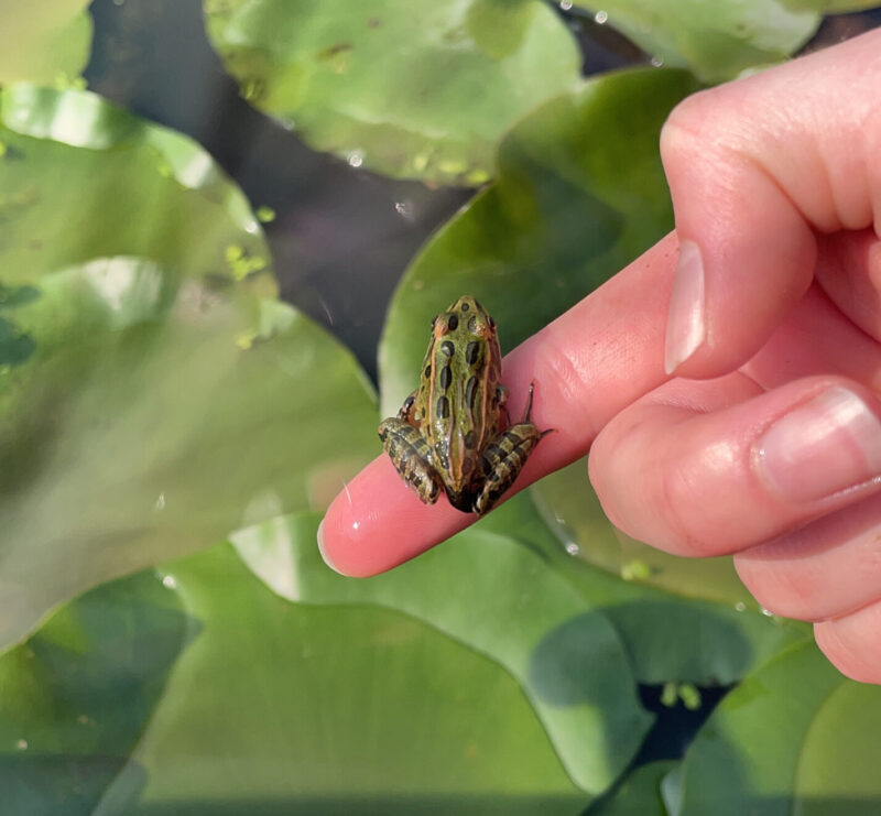 Photo by Portia Butrym. 

A newly metamorphosed Northern Leopard Frog, the state amphibian of Vermont, rests on a volunteer’s finger.