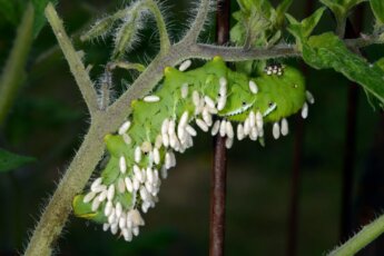 Photo by J. Obermeyer
Hornworms covered in white cocoons should be left alone as these cocoons are braconid wasp larvae, which feed on the hornworms, helping to control their populations, which in turn, minimizes their damage to tomatoes.