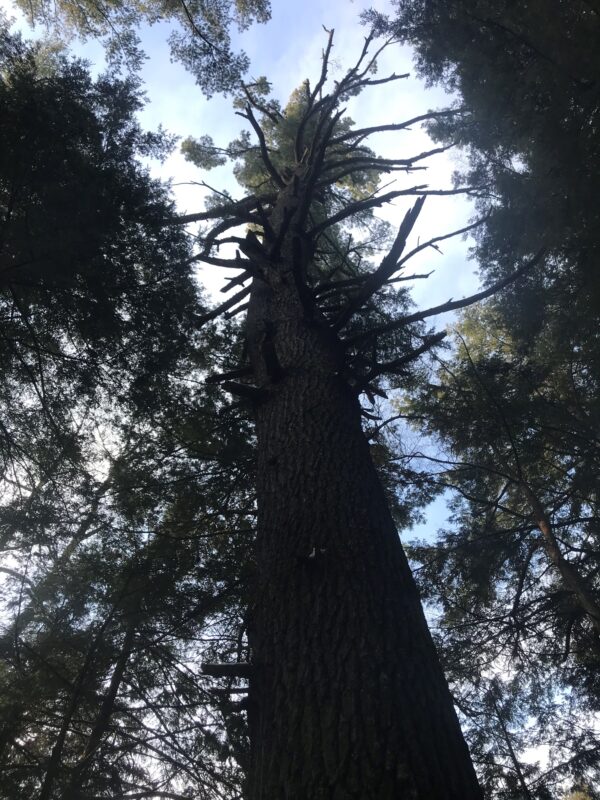 Courtesy photo. A large, declining white pine tree at the Cambridge Pines State Forest in Cambridge. Cambridge Pines, cleared until the 1850s but not managed since, is an example of a forest which may be called ‘old’ but is not ‘primary’ or ‘late successional.’ As the massive white pines here decline and die, this forest may begin to develop late-successional characteristics.