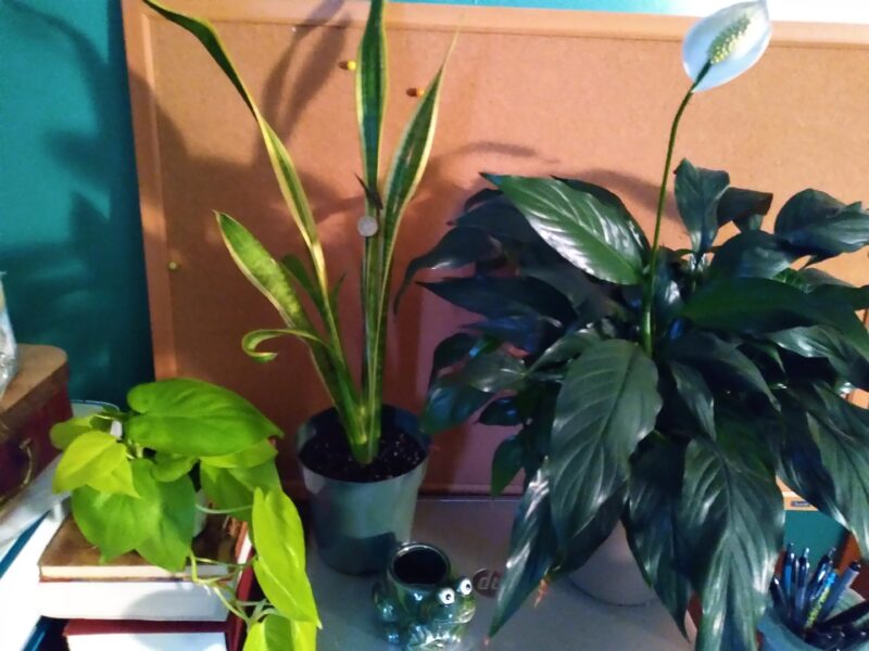 Photo by Deb Heleba. Houseplants can brighten up a dorm room as they add a touch of color and improve the mood of even the drabbest space.