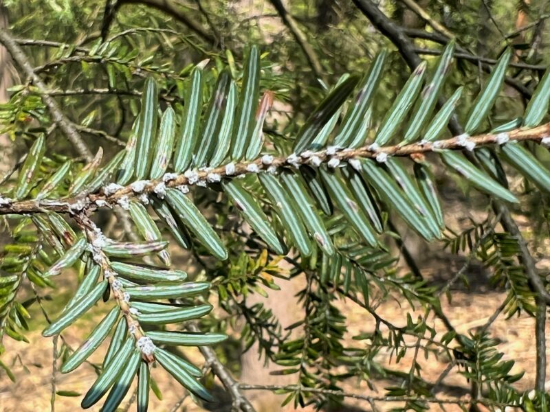 Photo by Ali Kosiba. The appearance of cottony or woolly masses on the underside of the foliage at the base of a hemlock’s needles indicates the presence of the hemlock woolly adelgid, an invasive forest pest.