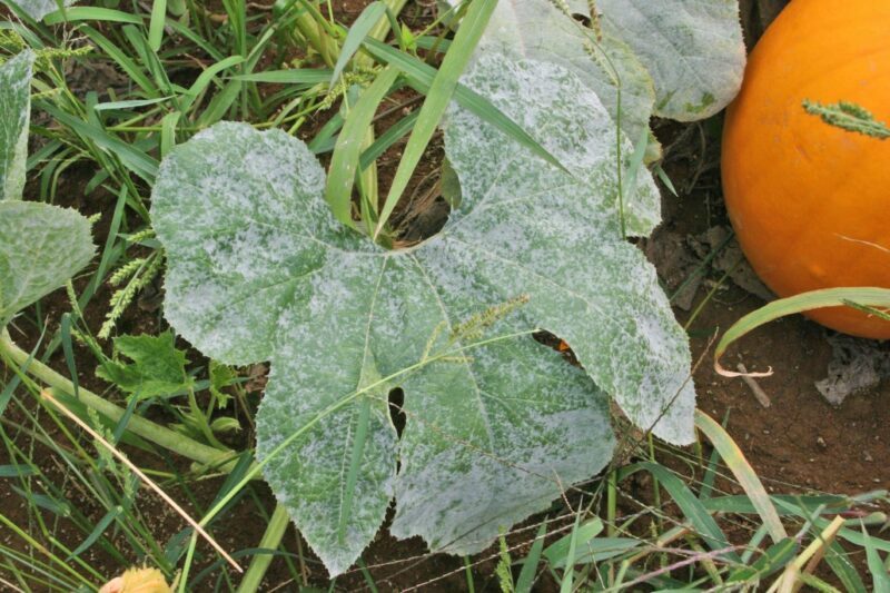 Photo by Kenny Seebold. 
Pumpkins are highly susceptible to powdery mildew, so to help prevent this fungal 
disease, gardeners should plant them in full sun with adequate space to allow for good air circulation, or, alternatively, choose powdery mildew-resistant varieties for planting.