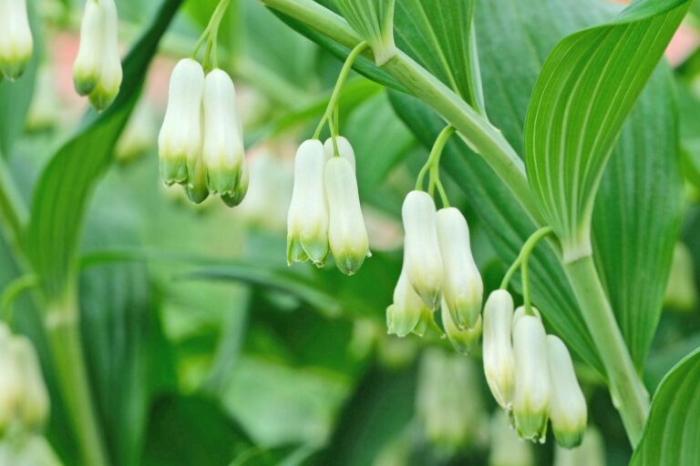 Add elegance to shade garden with Solomon’s seal