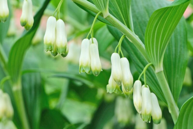Photo by ZenAga/Pixabay. 
In spring, Solomon’s seal has tubular white flowers that dangle from the undersides of its attractive green foliage, adding a touch of elegance to the plant. 