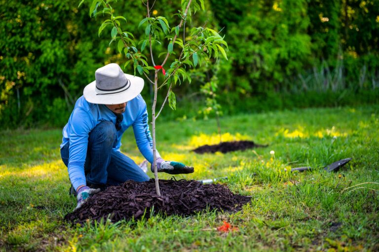 Planting and care of trees