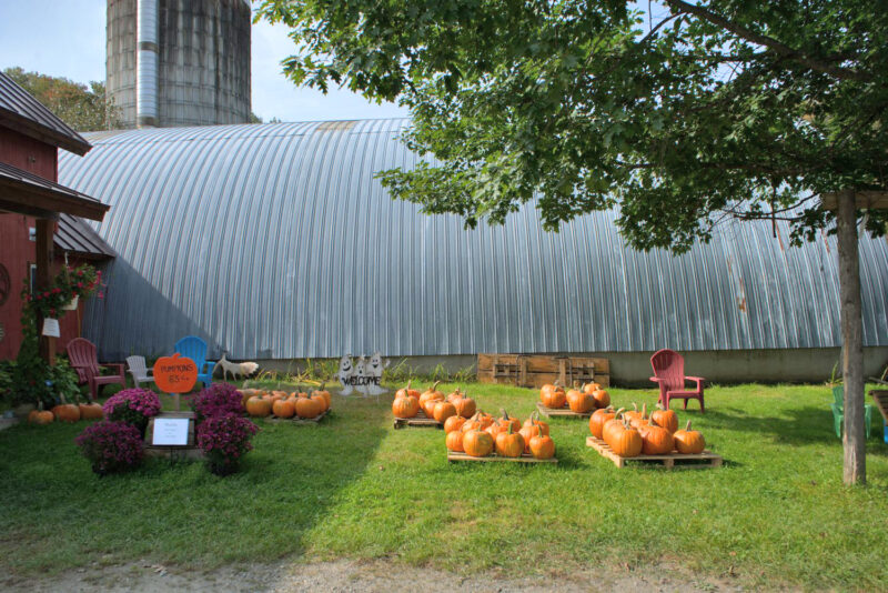 Photo by Charlotte Oliver

The few pumpkins remaining after the summer floods at Dog River Farm in Berlin. Owner George Gross says he has received no financial help from the state or feds.