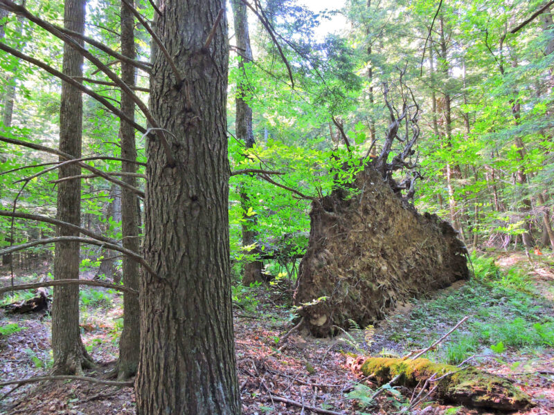 Courtesy photo.
A tip-up caused by a windstorm. Tip-ups, canopy gaps, dead wood and different generations of trees are as vital parts of old-growth forests as big, old trees. 
