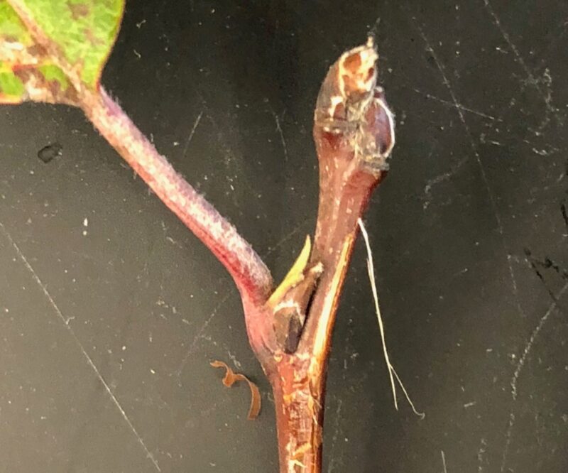 Photo by Ann Hazelrigg. Apples or crabapples that experienced early leaf drop this year should recover next spring if there is a good bud set, as shown by this terminal bud and leaf axil.