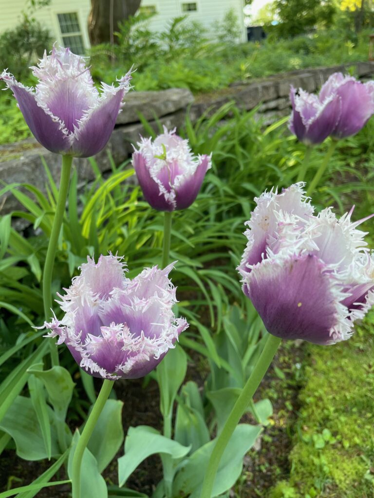 Bulbs: There’s so many choices, so little garden space