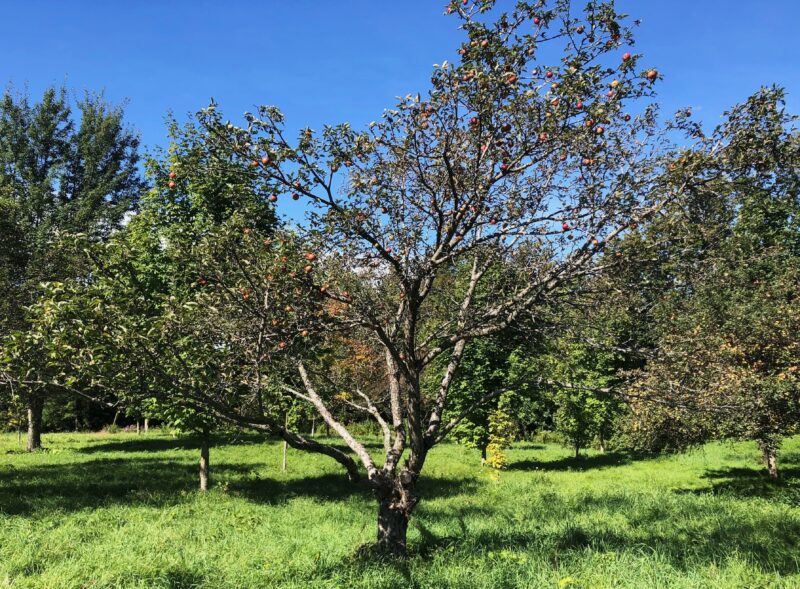 Photo by Ann Hazelrigg.
The low temperatures in May, combined with a rainy summer that led to a wide variety of foliar fungal diseases, stressed apple and other deciduous trees, causing them to drop many of their leaves well before the first autumn frost.