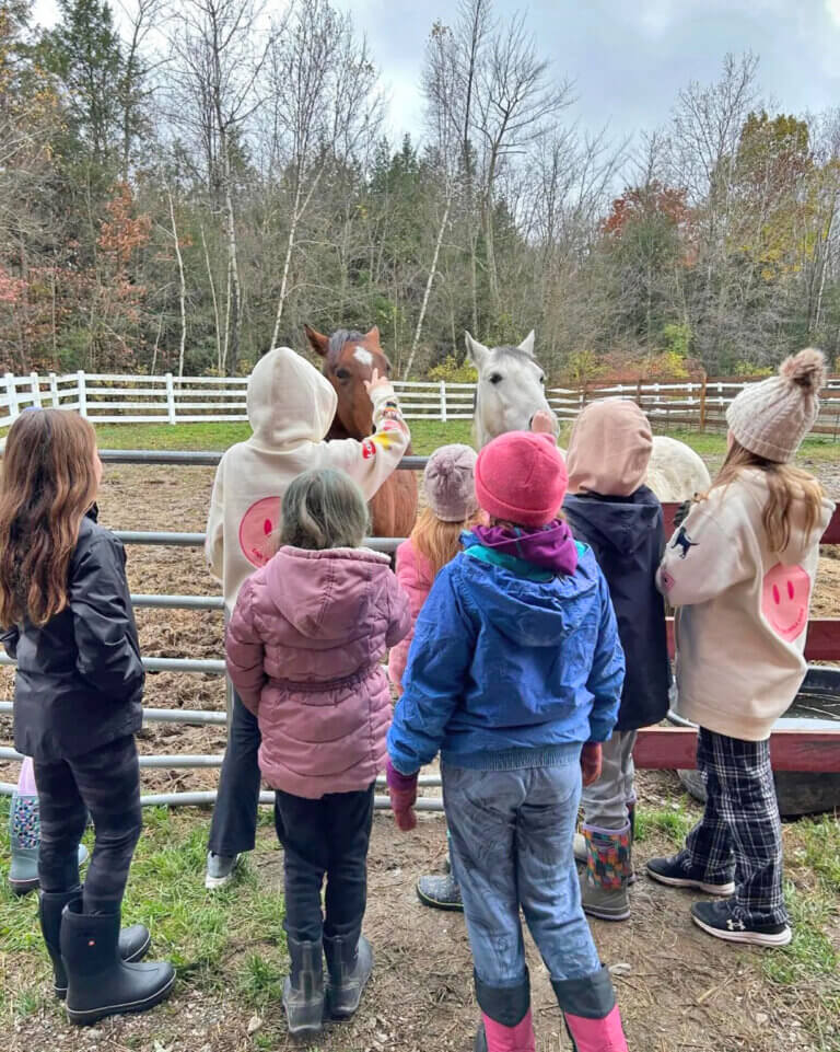 At Merrymac Farm Sanctuary, every animal has a story