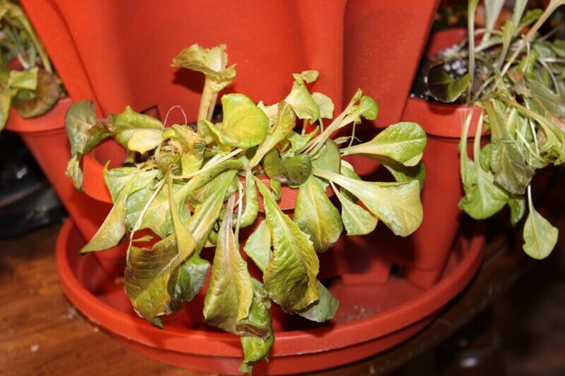 Photo by Deborah J. Benoit. 
Planting leafy lettuces, mesclun and other quick-growing greens in containers indoors ensures a steady supply of fresh greens for salads and sandwiches all winter. 