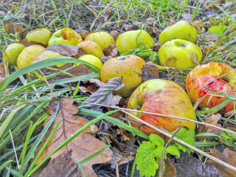 Autumn is here, time to prepare fruit trees for winter