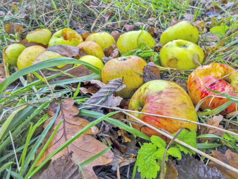 Photo by Richard Barnard/Pixabay.
Homeowners should clean up around fruit trees before winter, removing both accumulated leaves and fallen fruit to prevent pests and disease from overwintering in the debris. Fallen fruit also can attract deer and other foraging animals that can damage the tree by nibbling on its branches and bark.
