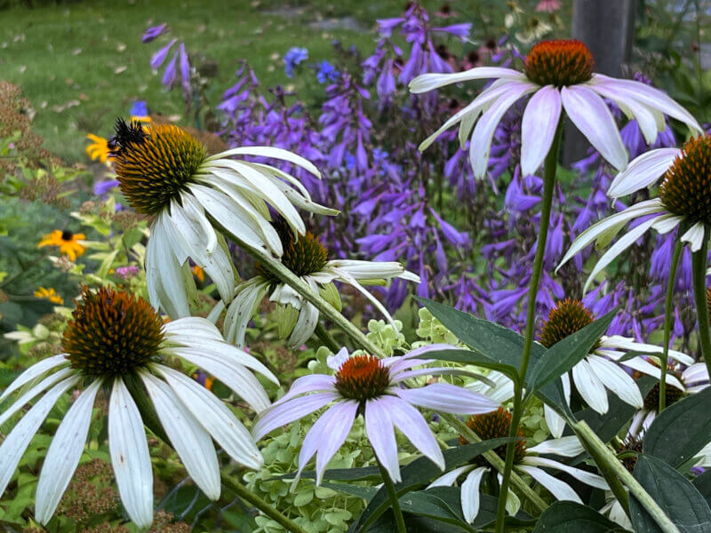 Photo by Deb Heleba Binomial nomenclature is often used in demonstration and teaching gardens, such as the plant collections at James M. Jeffords Hall at the University of Vermont.