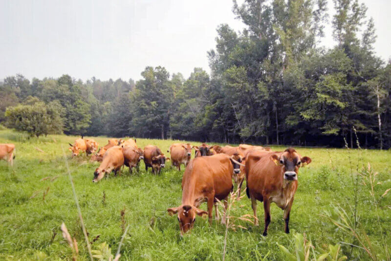 Cows grazing in a Vermont pasture. Photo by Sophie Acker 