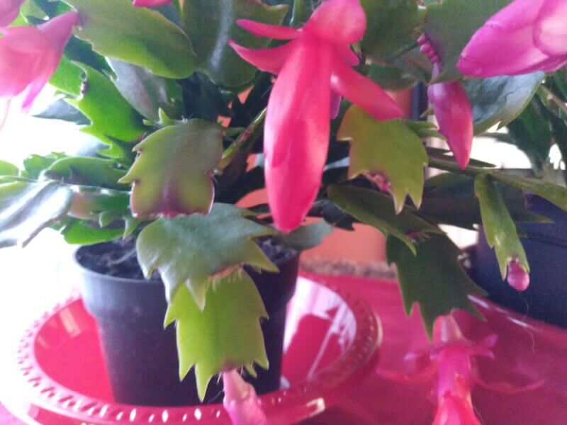 Photo by Deborah J. Benoit. 
Thanksgiving cactus may have blooms in shades of red, orange, pink and cream and have leaf segments that are rectangular with claw-like points.