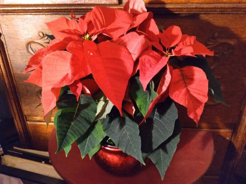 Photo by Deborah J. Benoit. 
Poinsettias do best in bright light in a location away from cold drafts or stoves and other heat sources.