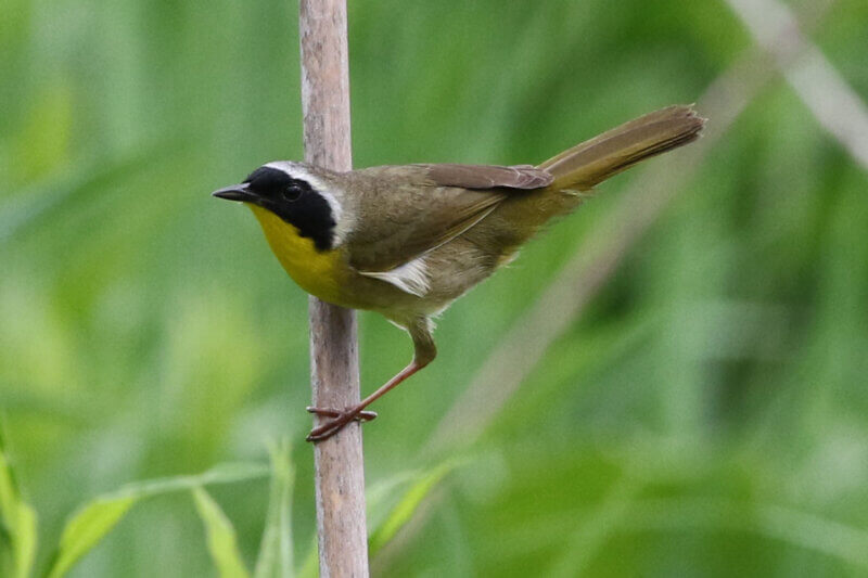 Photo by Gary Sturgis.
Yellowthroat