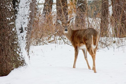 White-tailed deer is an example of a generalist species in Vermont’s forests, one expected to be increasingly well-suited to our environment as our climate changes.